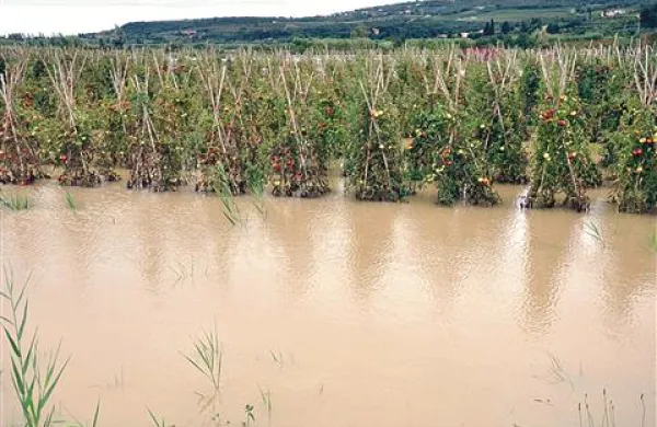 Paradižnik septembra lani 