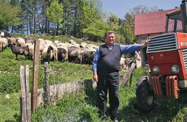 Nikola Djak je eden redkih rejcev drobnice, ki svoj trop vsak večer zapre v pokrito stavbo in uspešno zavaruje pred volkovi