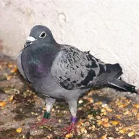 Golob se je  pošteno nahranil in Brkinov noče  zapustiti. Trenutno je še vedno v Hrušici. Če bo našel družbo, bo tam verjetno tudi ostal, če ne, bo potem ko bo popolnoma okreval odletel drugam, morda tudi domov v Treviso.