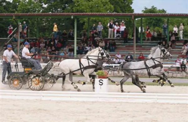 V nedeljo bo v Lipici že tradicionalna prireditev Dan lipicanca.