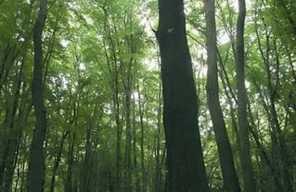 Več kot polovica Slovenije je prekrita z gozdom.