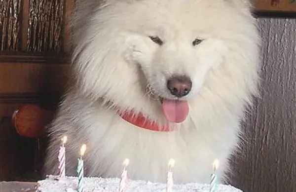 Torta za samojeda Tora