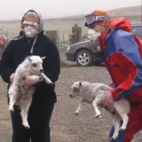  S kmetij v krajih, kjer najbolj občutijo posledice vulkanskega pepela, rešujejo drobnico.