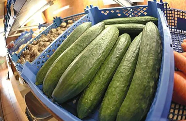 Prenašalke nevarne bakterije naj bi bile kumare iz španskih pokrajin Almeria in Malage.