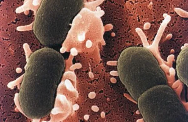 Bakterija E.coli