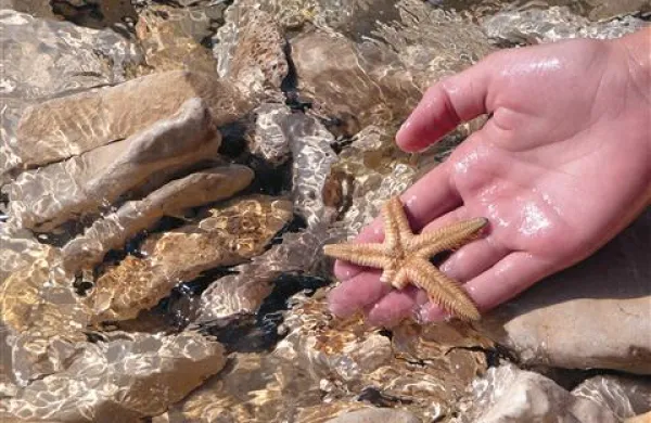 Oceani so dragocen in ogrožen naravni vir