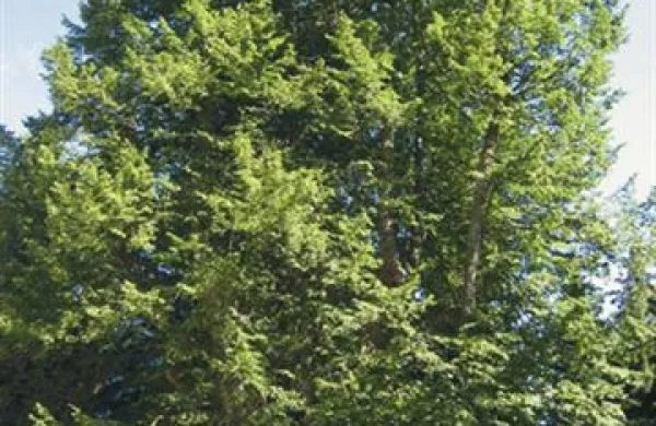 Slovenski veleposlaniki bodo po svetu zasadili 20 lip in s tem obeležili 20 let samostojnosti Slovenije.