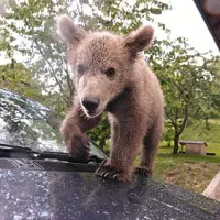 Medvedek v zaveti&scaron;če, lastnik pa v zapor