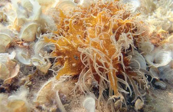 Lesepska selivka Bursatella leachii je v Jadransko morje prišla iz Indijskega oceana.