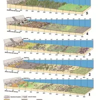 Habitatni in mikrohabitatni tipi na območju travnika pozejdonke (Posidonia oceanica) med Koprom in Izolo