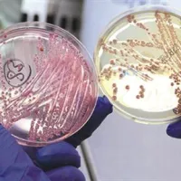 Doslej naj bi za posledicami okužbe z bakterijo E-coli v Evropi umrlo 23 ljudi.