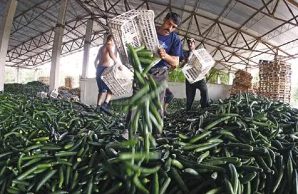 Delavci v Romuniji mečejo stran kumarice. Čeprav so ugotovili, da kumarice niso krive za okužbe z bakterijo E.coli, jih bodo uničili 1500 ton, kar je pridelek zadnjih nekaj dni
