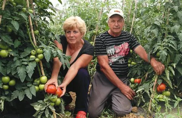 Jožica in Boris Bolčič zdaj prodata  približno polovico več zelenjave kot prejšnja leta.