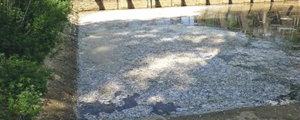Rižana v času cvetenja topolov