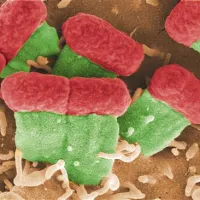 Ena od oblik bakterije E. coli iz podskupine EHEC pod mikroskopom