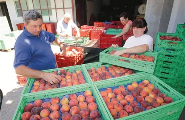 Breskve s kmetije Fornazarič so že na tržnicah