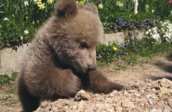 V azil za divje živali na Muti je minulo noč nekdo vlomil in odpeljal medvedka Srečka.