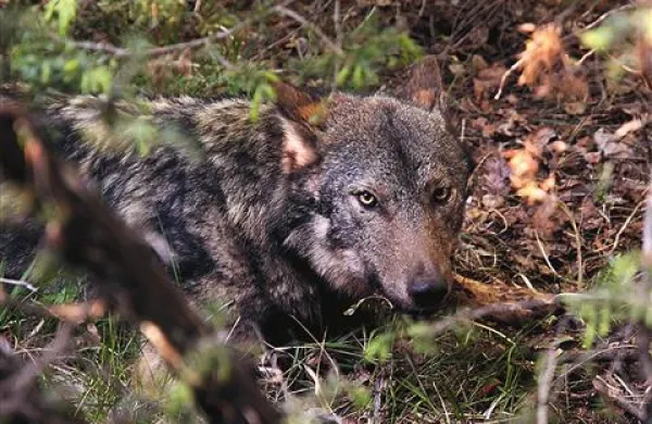 Volk Vojko: rodil se je verjetno leta 2005. Ko so mu 6. maja letos nadeli ovratnico, je tehtal  39,5 kilograma, dolg je bil  128,5, skupaj z repom pa 173,5 centimetra. Odlovili so ga v okolici Kozine in mu nadeli zeleno ovratnico GPS-GSM (Vectronic Aerospace)