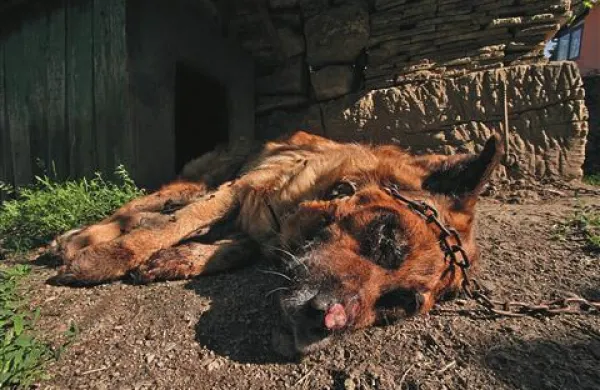 Mučenemu psu je muke z evtanazijo skrajšal veterinar.