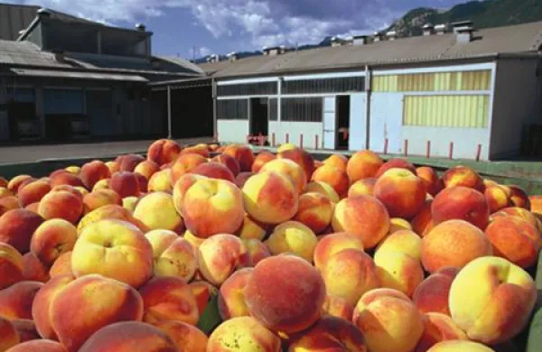 Fructal bo breskve odkupoval po ceni 0,285 evra na kilogram.   