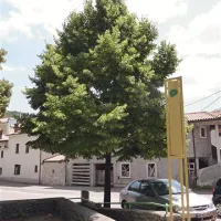 Lipa, ki so jo posadili 26. junija 1991 v Sežani, še raste 