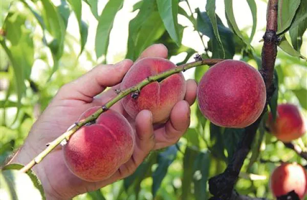 Fructal bo letos breskve odkupoval po slabih 29 centov za kilogram