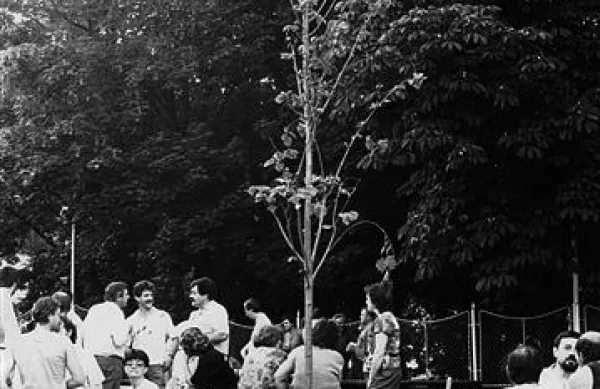 V Sežani so 26. junija 1991 zvečer posadili lipo