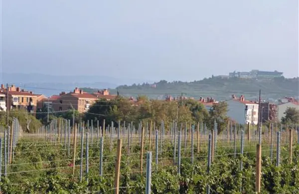 Po daljšem obdobju, ko so kraljevala rdeča vina, Vinakoper   spet več pozornosti namenja malvaziji.