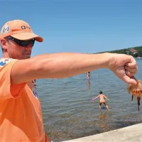Meduza, ki jo je reševalec potegnil iz vode, je že v nekoliko slabšem stanju: robustna ramena so krajša ali pa popolnoma odsotna, prav tako nima več lovk. Takšni osebki običajno nimajo več veliko nesproženih nematocist, ki pokrivajo tudi površino klobuka.