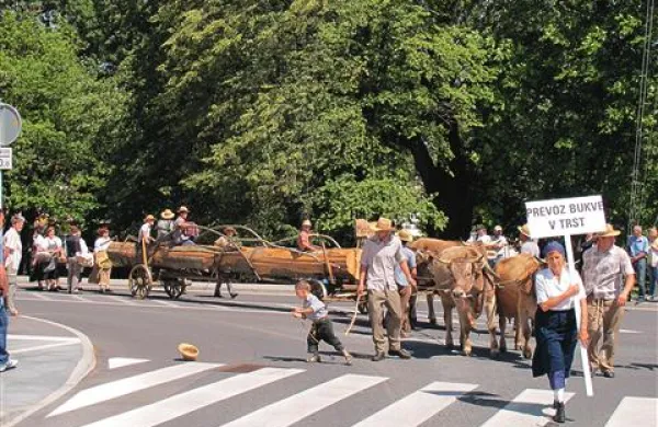Društvo Merišče je oživilo zgodbo o tem, kako je nona peljala bukev v Trst.