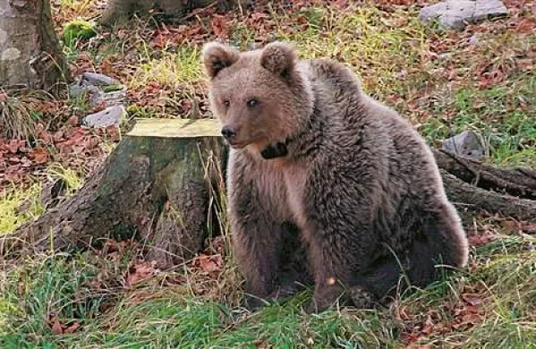 Fotografija je simbolična. (Foto: Miha Krofel)