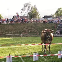 Označena (in prodana) polja, na katerih petletna Triglavka  v pol ure ni pustila nobene sledi.
