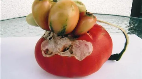 Paradižnik ima mlade