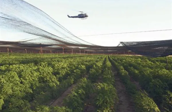 Nasad je bil prekrit s črno mrežo, zaradi katere marihuana ni bila opazna iz zraka.