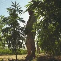 Na plantaži pridelana marihuana naj bi bila vredna kar 110 milijonov evrov.