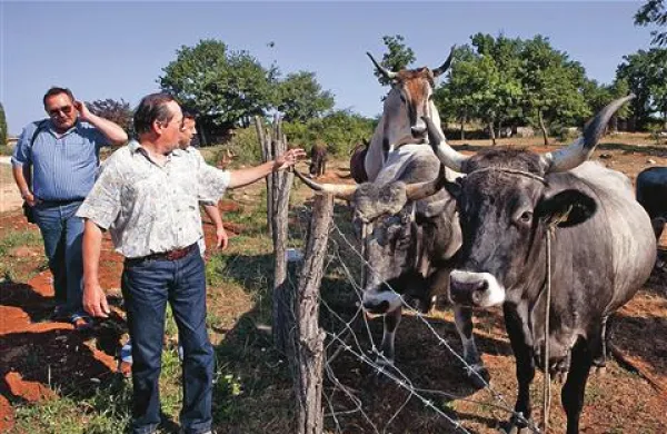  Boškarini bodo imeli hlev na Gortanovem Brijegu,  pasli pa se bodo tudi v slovenski Istri.