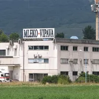 Kakovostno mleko iz vipavske doline je za Mlekarno Vipava ključnega pomena