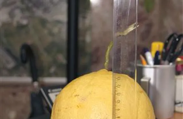 Limonade bo za vse