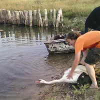Tako je labodka zaplavala v laguno Škocjanskega zatoka