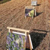 Novost letošnje žetve je bila  fotogalerija na prostem