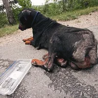 Če bo analiza pokazala, da ima pes dobro kri, se bodo v društvu zelo potrudili, da ga bodo spravili na noge.