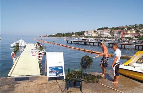 Morska trava, ki jo morje odloži na obalo, je kot odpadlo listje v gozdu.
