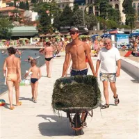 Količine naplavljene trave niso zanemarljive, saj jo vetrovi, ki pihajo z morja na obalo, prinašajo iz celotnega zaliva. 