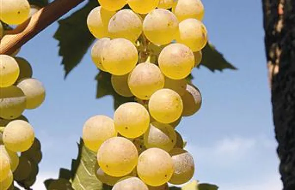 Hrvaško združenje vinarjev in vinogradnikov Istre Vinistra ter Društvo vinogradnikov slovenske Istre sta se dogovorila, da bosta spodbudila spremembo zakonov na Hrvaškem in v Sloveniji, da bi lahko vinarji izraz “Istra” uporabljali kot označbo geografskega porekla istrskih vin z obe strani meje.