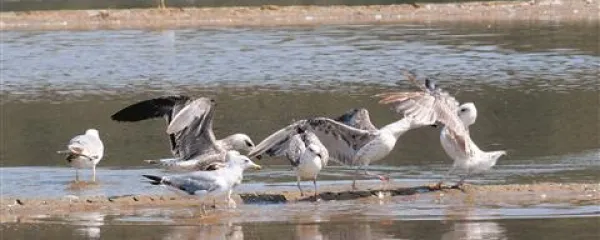 V drugi polovici prihodnjega tedna lahko spet pričakujemo  povsem poletno vreme