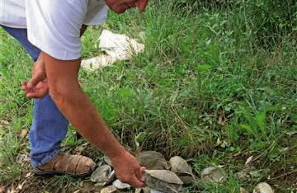Raki in školjke ostajajo na suhem, ker se gladina tako hitro niža. 