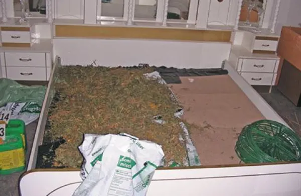 Policisti so naleteli tudi na 2 kilograma listov konoplje.