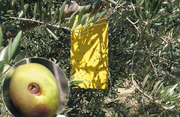 Oljčne muhe na rumenih ploščah in napadeni plod oljke