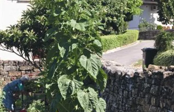 Zrasla je sončnica velikanka