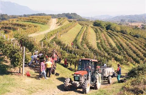 Bo vipavska vinska klet v prihodnje predelovala zgolj grozdje iz lastnih vinogradov na Biljenskih gričih?